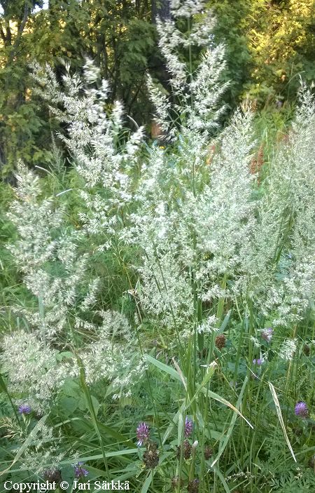 Calamagrostis epigejos, hietakastikka